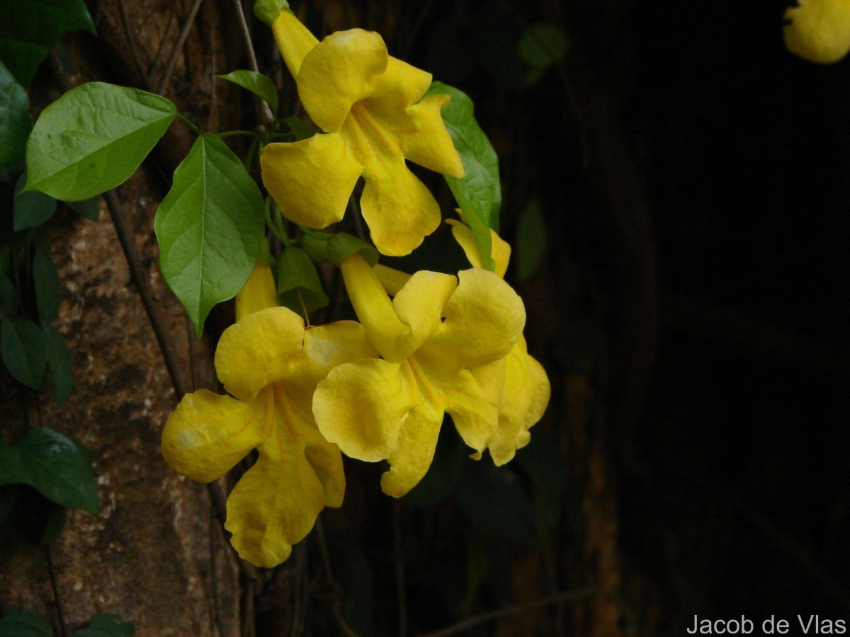 Dolichandra unguis-cati (L.) L.G.Lohmann